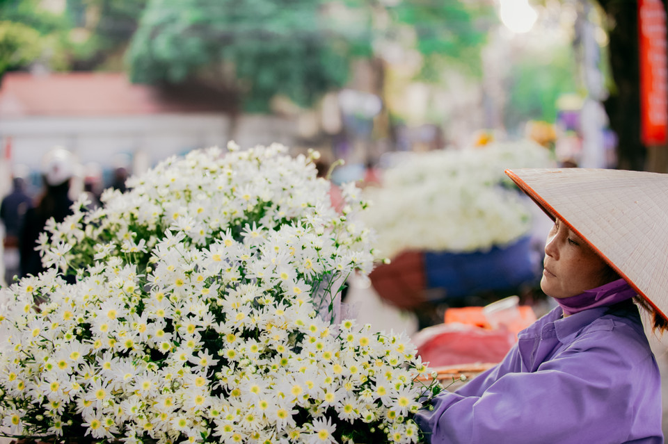 Cúc họa mi mang vẻ đẹp mỏng manh và tinh tế, chúng đến rất nhanh và cũng nhanh tàn. (Ảnh: PV/Vietnam+)