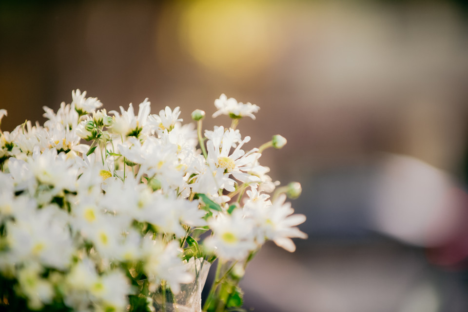 Trong những ngày chớm lạnh, loài hoa nhỏ bé này như mang một tín hiệu chuyển mùa đầy đặc trưng. (Ảnh: PV/Vietnam+)