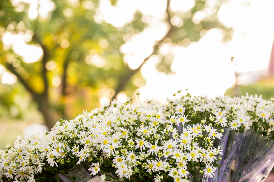 Cúc họa mi có nhụy vàng xanh với những cánh trắng muốt, nhỏ nhắn xòe đều và mỏng manh. (Ảnh: PV/Vietnam+)