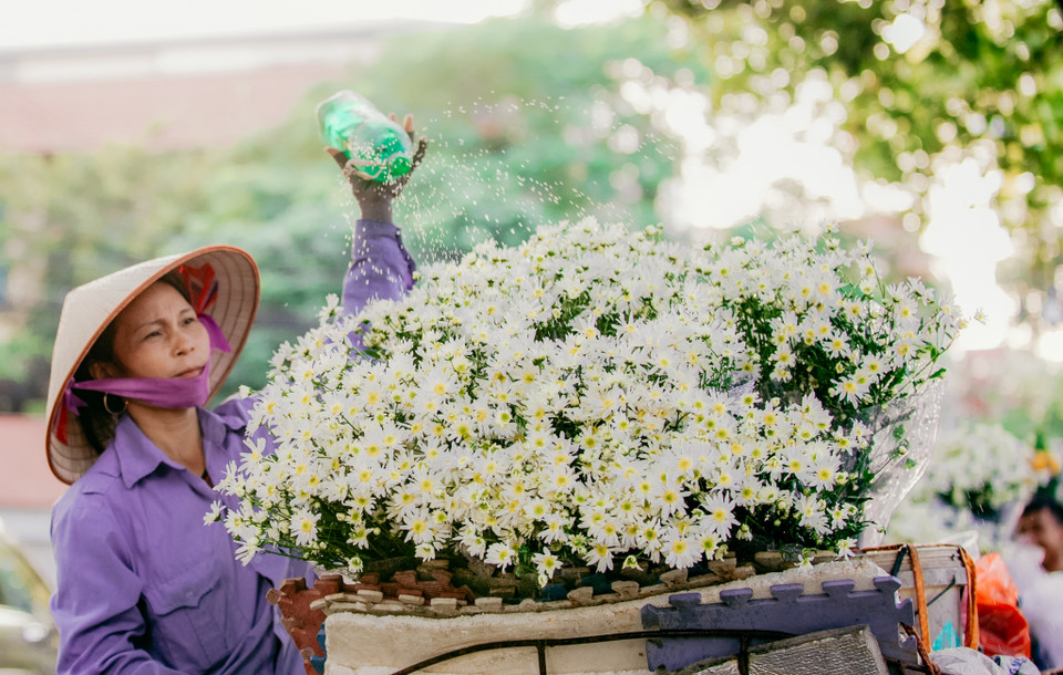 Mùa cúc họa mi chỉ kéo dài trong khoảng 2-3 tuần rồi nhanh chóng nhường lại cho loài hoa khác. (Ảnh: PV/Vietnam+)