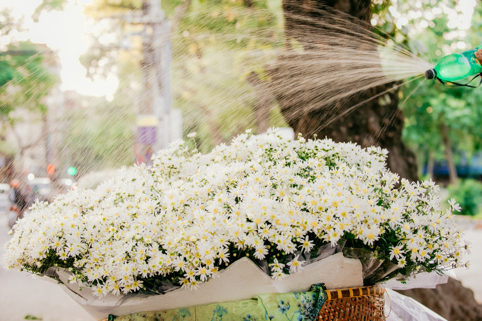 Cúc họa mi có nét đẹp tinh khôi mà giản dị và cũng là một trong những mùa hoa đầy đặc trưng của tiết trời giao mùa sang Đông của Hà Nội. (Ảnh: PV/Vietnam+)