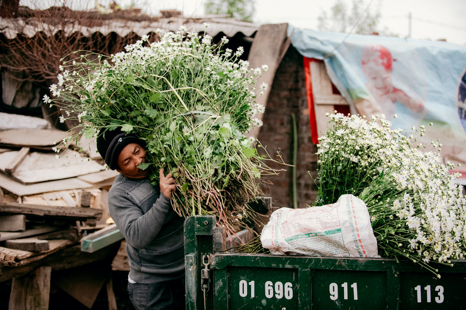 Khi những tia nắng vàng nhạt dần, cái lạnh bắt đầu len lỏi khắp phố phường cũng là thời điểm báo hiệu mùa cúc họa mi đã về. (Ảnh: PV/Vietnam+)
