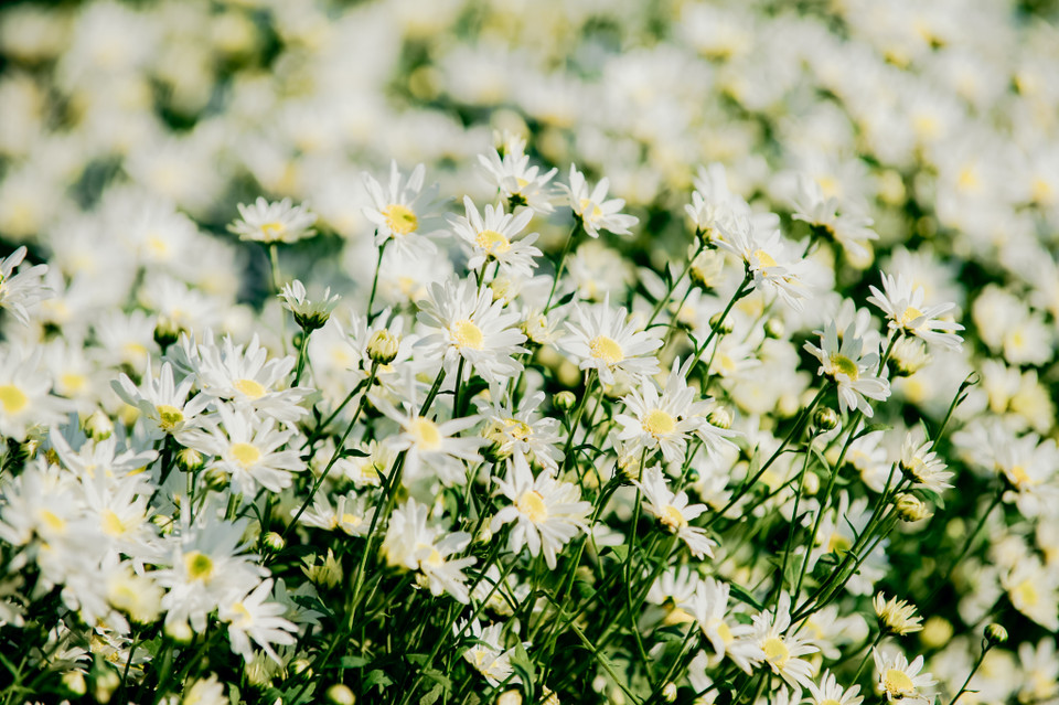 Những bó họa mi trắng muốt, tinh khôi. (Ảnh: PV/Vietnam+)