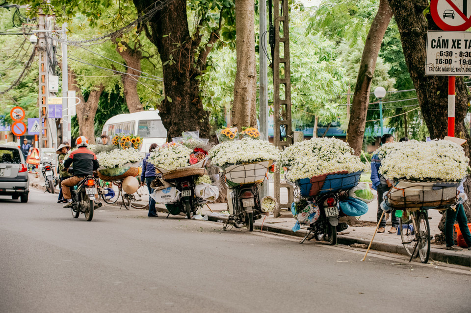 Dịp này nếu du khách ghé qua những con phố như Thụy Khuê, Phan Đình Phùng, Nhật Tân sẽ dễ dàng bắt gặp những gánh hàng rong chở cúc họa mi trắng muốt. (Ảnh: PV/Vietnam+)