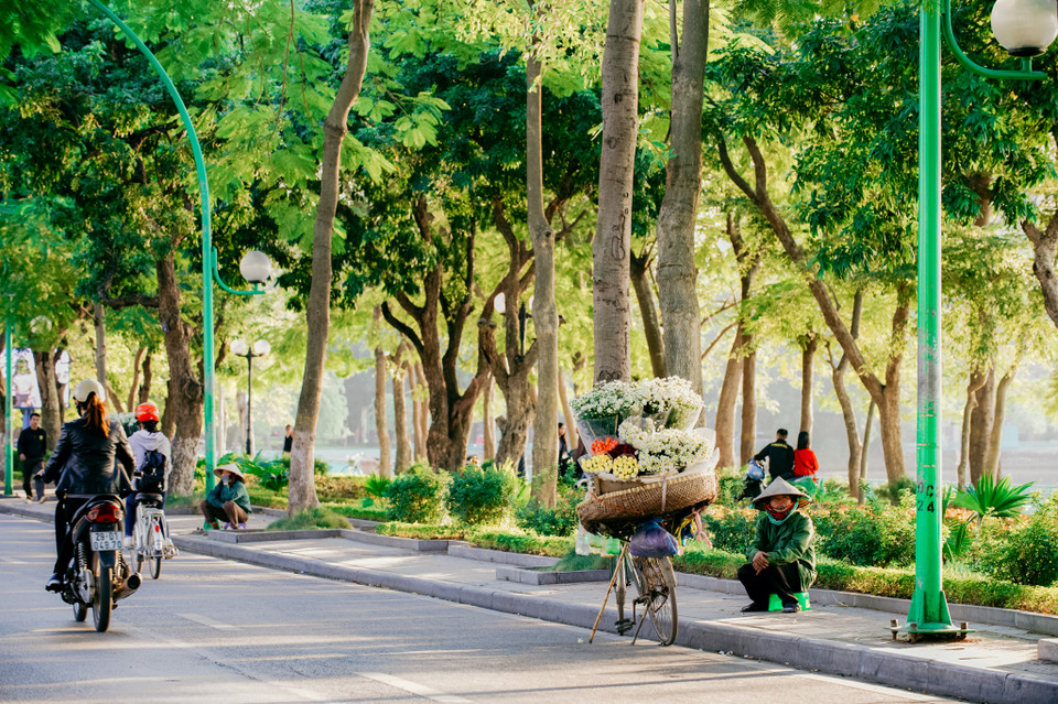 Đây là thời điểm khắp các cung đường của Hà Nội ngập tràn những xe hàng bán cúc dạo. (Ảnh: PV/Vietnam+)