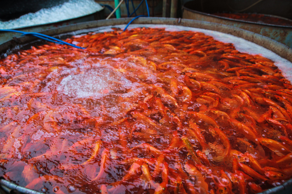 Nằm cách trung tâm Hà Nội khoảng 10 cây số, đây là chợ cá lớn nhất Thủ đô với hàng trăm tiểu thương buôn bán. Trong đó, cá chép vàng là một trong những điểm đặc sắc của khu chợ thu hút nhiều thương lái. (Ảnh: Minh Sơn/Vietnam+)