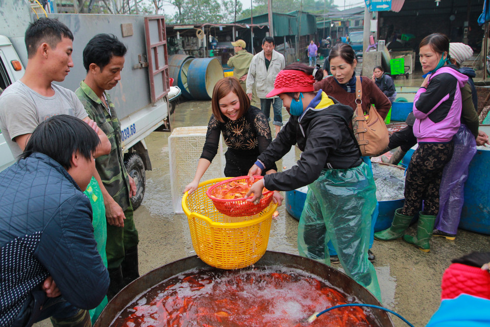 Cách đây gần một tuần, giá cá chép vàng tăng mạnh, trung bình từ 100-300 ngàn đồng/kg. Thế nhưng càng gần đến ngày ông Công, ông Táo, giá cá giảm mạnh, chỉ còn 70-100 ngàn đồng/kg. (Ảnh: Minh Sơn/Vietnam+)