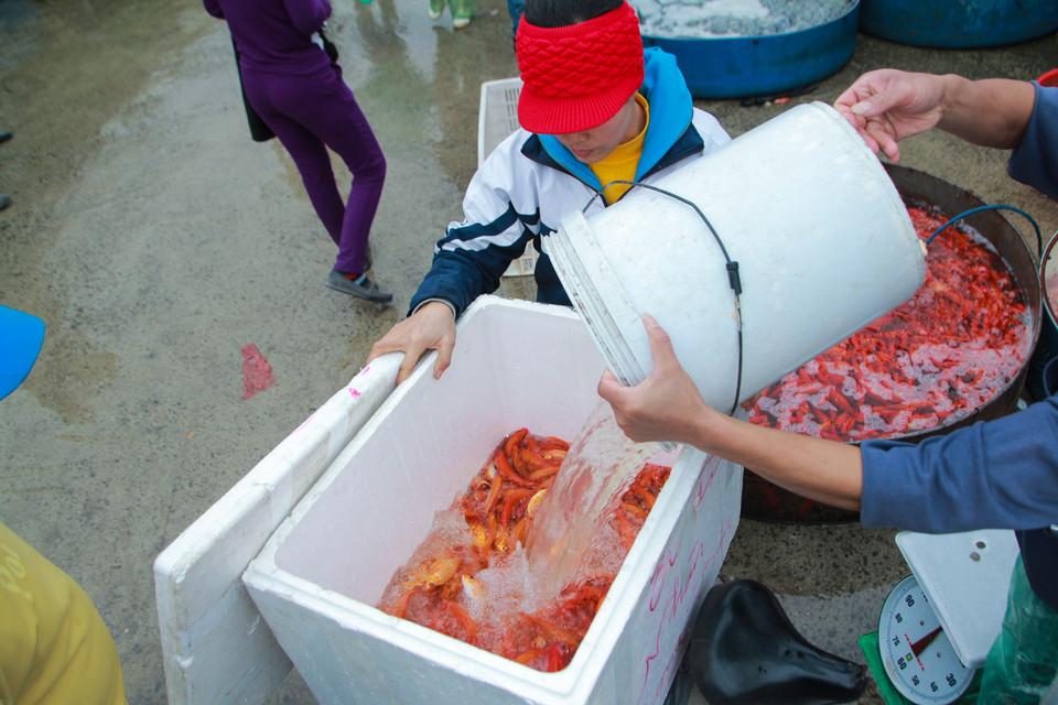 Cá phải được đổi nước liên tục để có thể chờ đến ngày phóng sinh vào đúng ngày ông Công, ông Táo. (Ảnh: Minh Sơn/Vietnam+)