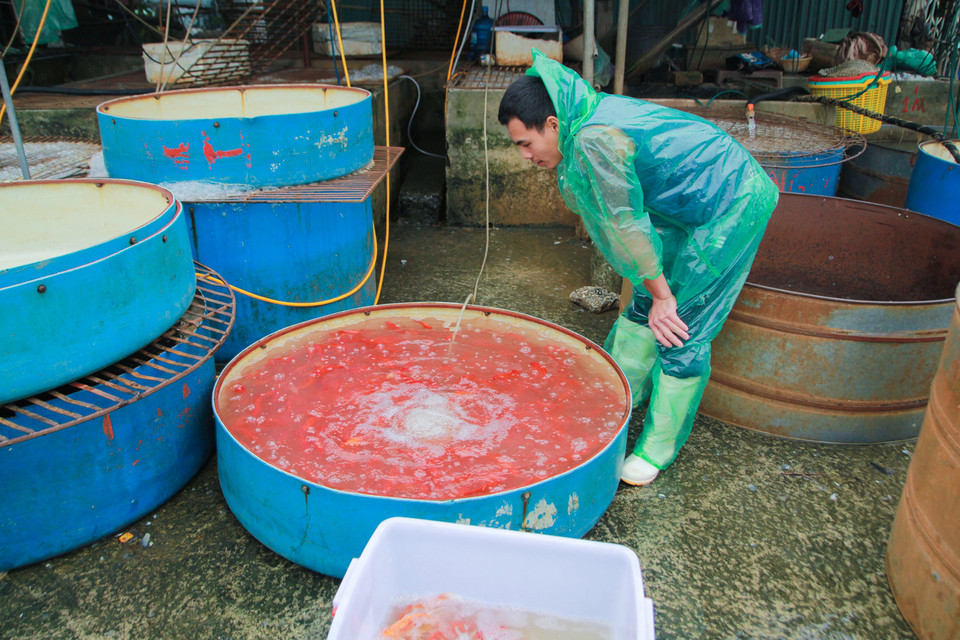 Tuy vậy nhưng theo ghi nhận từ chợ, năm nay khí hậu ấm áp, cá phát triển mạnh, nhiều tiểu thương lỡ nhập về quá nhiều cá nên đâm ra ế ẩm. (Ảnh: Minh Sơn/Vietnam+)