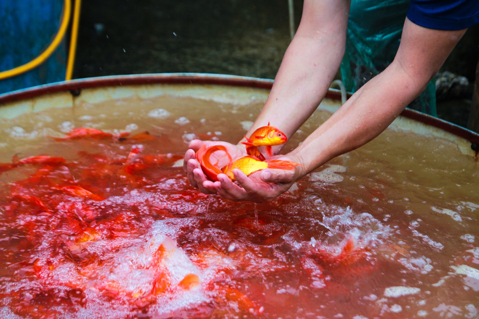 Một tiểu thương ở chợ cho biết, người mua rất chuộng loại cá chép ta, nhỏ nhắn, vàng nhạt hơn các loại cá chép lai khác. (Ảnh: Minh Sơn/Vietnam+)