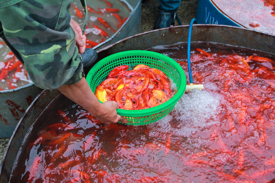 Lượng cá chép cung ứng cho thị trường năm nay khá dồi dào, không lo khan hiếm hàng như mọi năm. (Ảnh: Minh Sơn/Vietnam+)