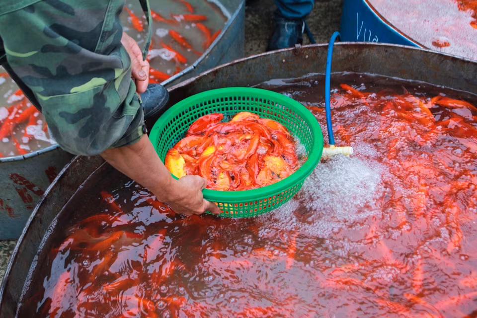 Lượng cá chép cung ứng cho thị trường năm nay khá dồi dào, không lo khan hiếm hàng như mọi năm. (Ảnh: Minh Sơn/Vietnam+)
