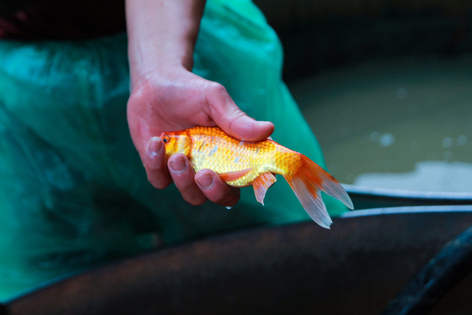 Lượng cá chép cung ứng cho thị trường năm nay khá dồi dào, không lo khan hiếm hàng như mọi năm. (Ảnh: Minh Sơn/Vietnam+)