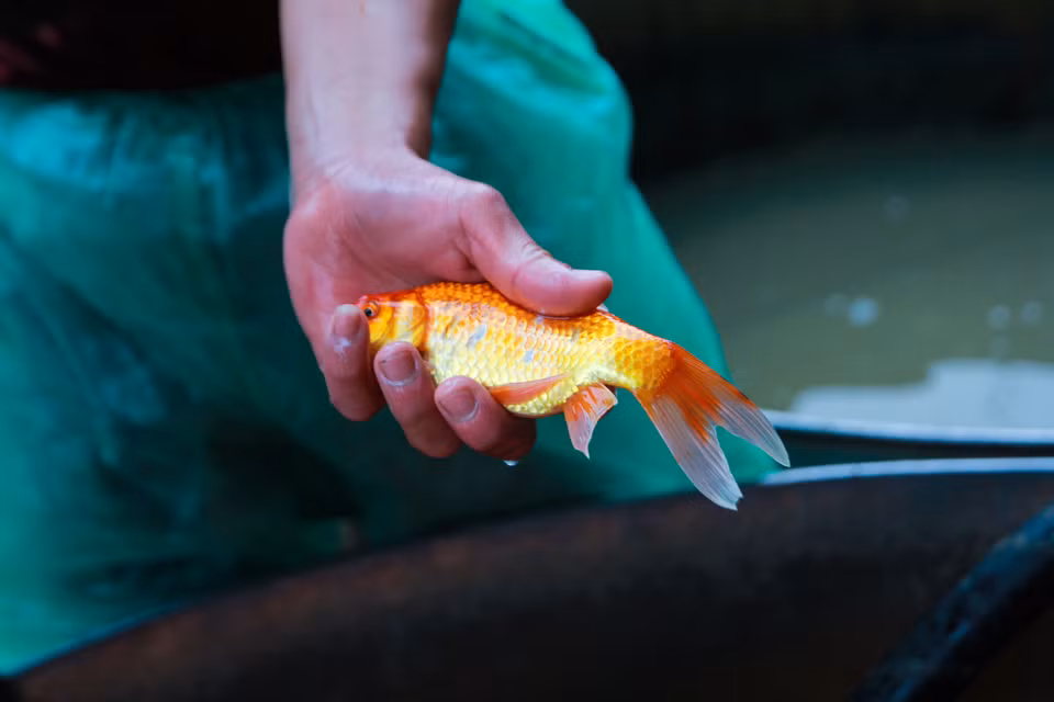 Lượng cá chép cung ứng cho thị trường năm nay khá dồi dào, không lo khan hiếm hàng như mọi năm. (Ảnh: Minh Sơn/Vietnam+)