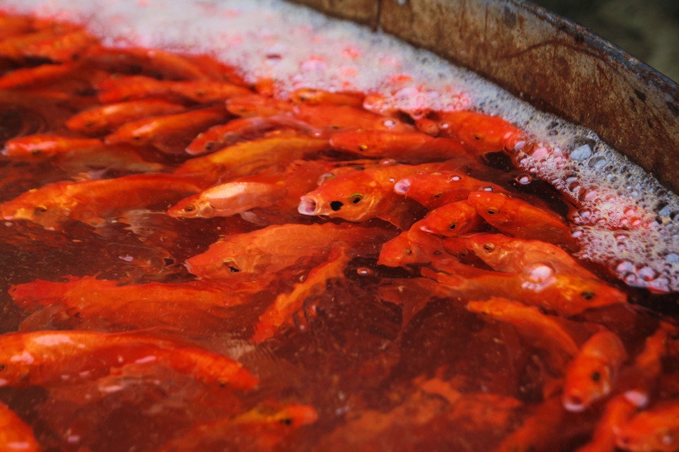 Những con cá chép vàng khỏe khoắn, bóng bẩy từ khắp các tỉnh miền Bắc đổ về đây, nhưng chủ yếu các tiểu thương nhập cá ở Hải Dương, Phú Thọ. (Ảnh: Minh Sơn/Vietnam+)