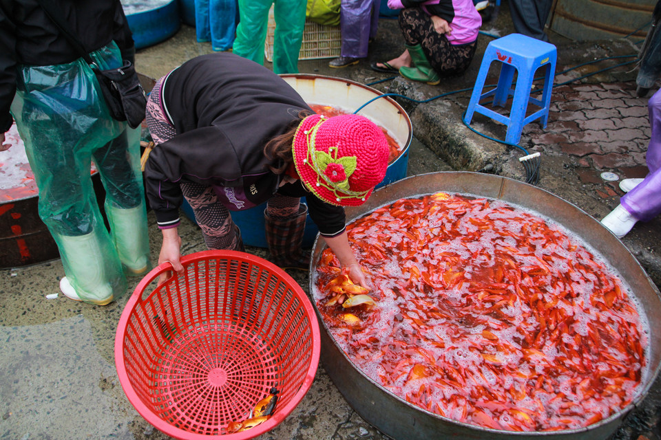 Những con cá chết sẽ bị thải loại tránh ảnh hưởng đến cả đàn. (Ảnh: Minh Sơn/Vietnam+)