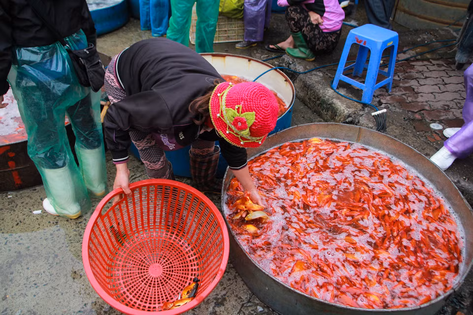 Những con cá chết sẽ bị thải loại tránh ảnh hưởng đến cả đàn. (Ảnh: Minh Sơn/Vietnam+)