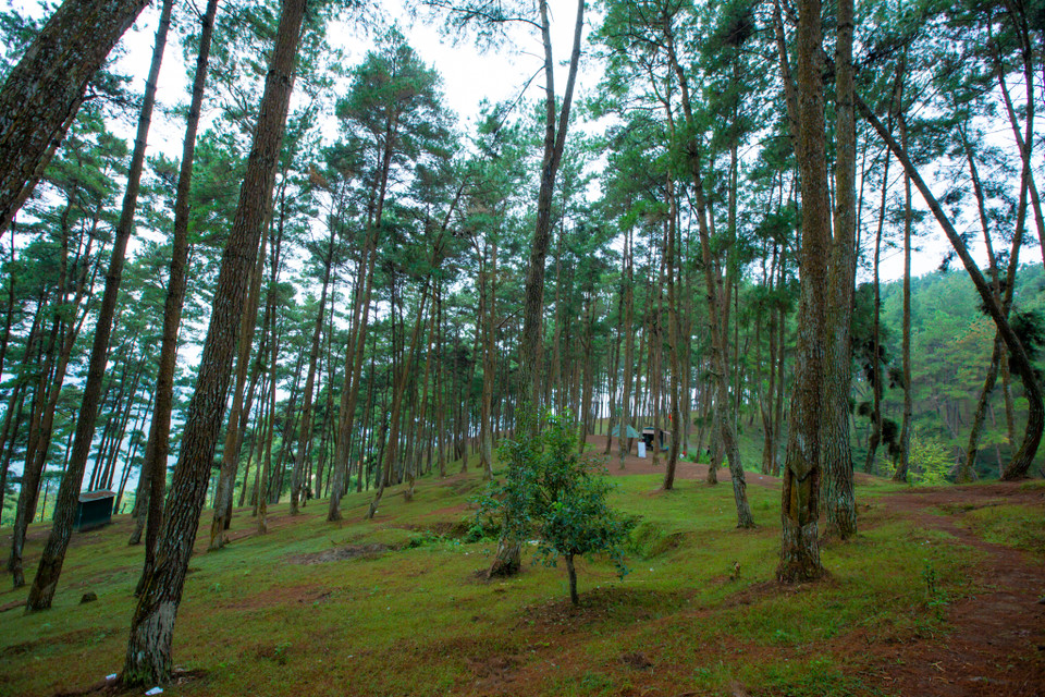 Ngoài ra nhiều du khách còn thường cắm trại qua đêm để tận hưởng không khí trong trẻo ở rừng thông và đón một buổi sáng mát mẻ dễ chịu. (Ảnh: Minh Sơn/Vietnam+)