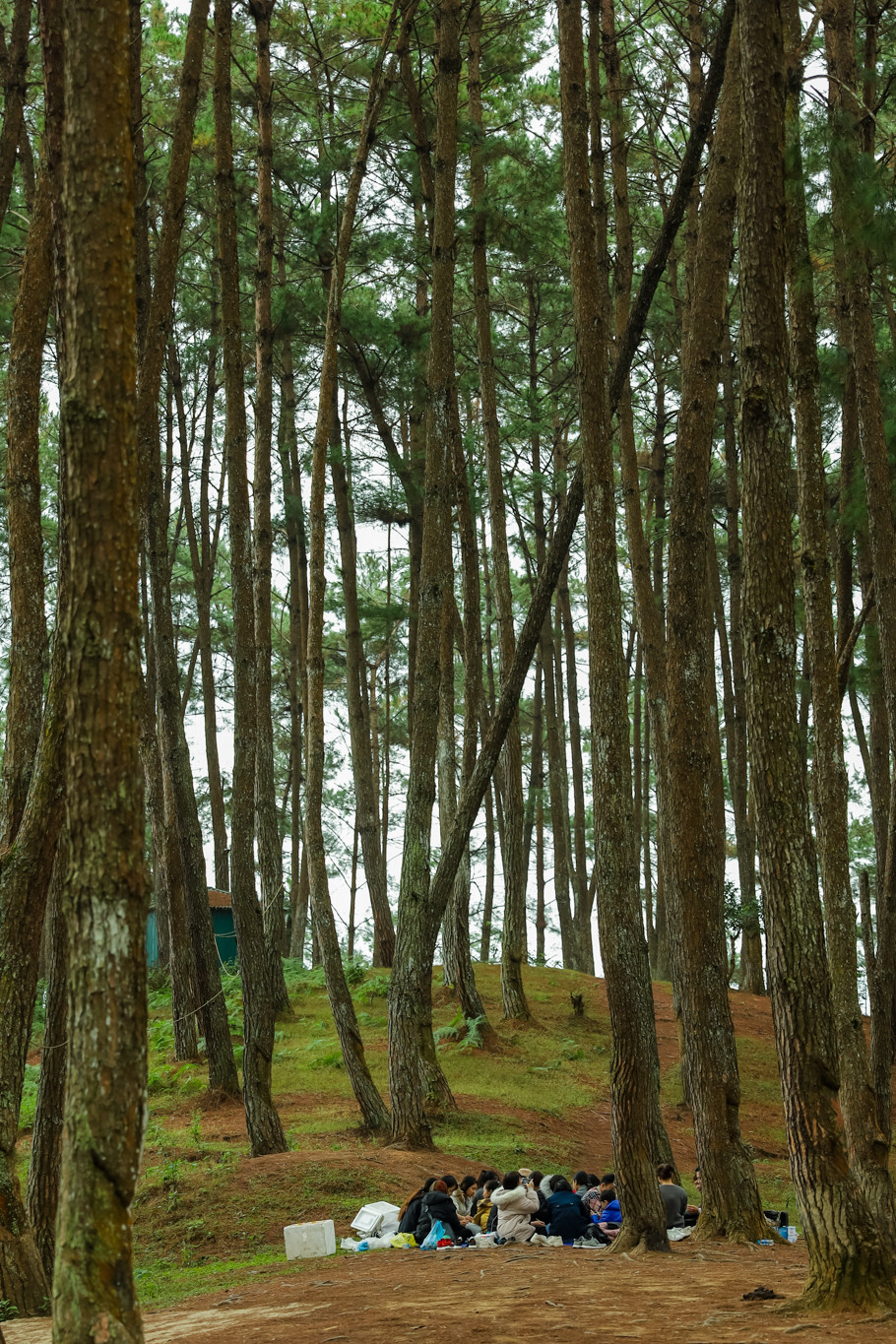 Đến với rừng thông Yên Minh, hoạt động cắm trại hay tổ chức các bữa tiệc giữa rừng là trải nghiệm khó bỏ qua. (Ảnh: Minh Sơn/Vietnam+)