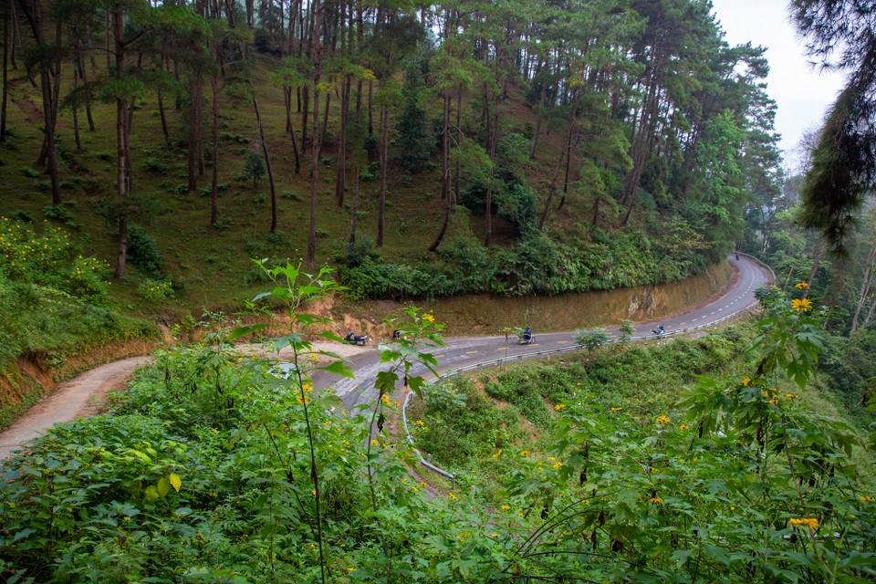Tuy đường đến đây hơi khó đi nhưng khi tới nơi, du khách sẽ choáng ngợp bởi khung cảnh với những hàng thông tán lá kim xanh thẳng tắp, cao vút có cảm tưởng như xuyên lên tận tầng mây. (Ảnh: Minh Sơn/Vietnam+)
