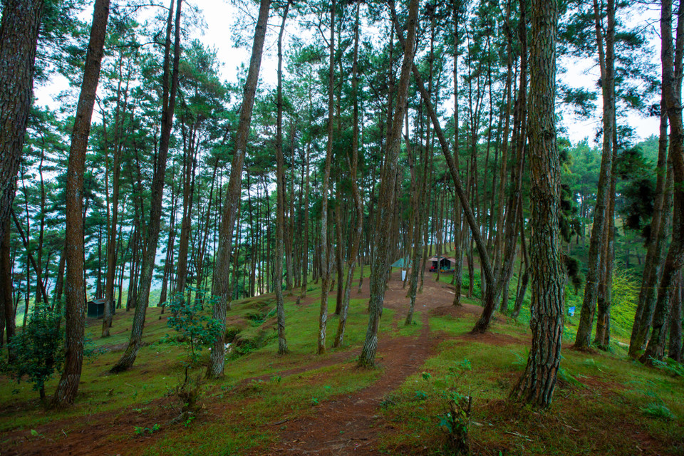 Những cây thông không chỉ mang đến cảnh sắc thơ mộng mà còn có ảnh hưởng lớn đến đời sống của người dân Yên Minh. (Ảnh: Minh Sơn/Vietnam+)