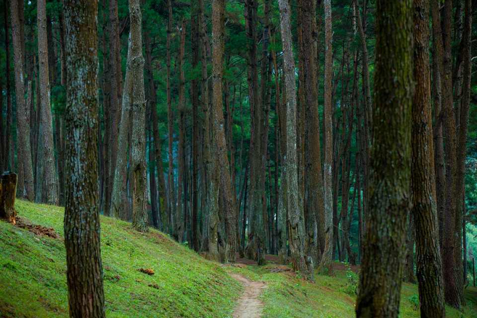 Thực chất Yên Minh là một cánh rừng thông nhân tạo. (Ảnh: Minh Sơn/Vietnam+)