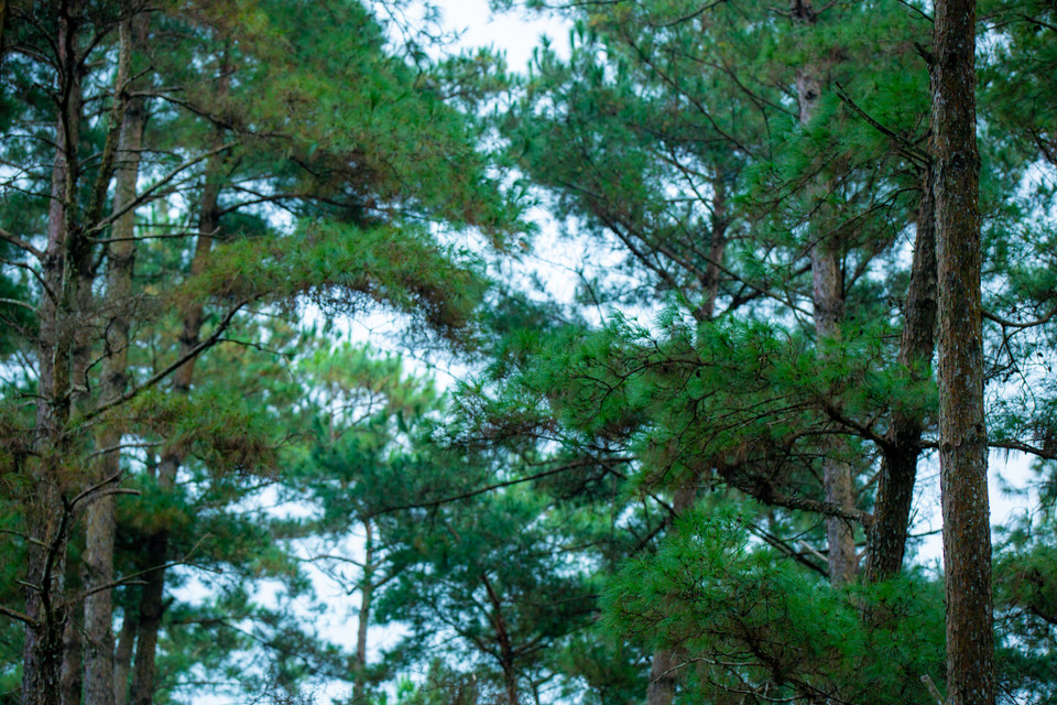 (Ảnh: Minh Sơn/Vietnam+)