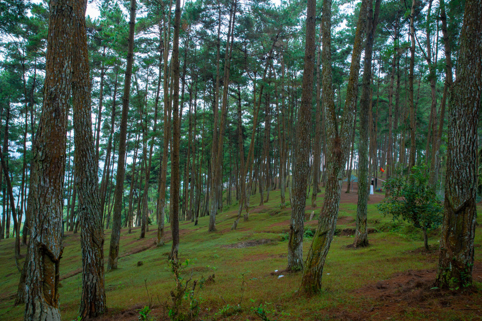 Cây thông mọc xen kẽ tạo thành một khu rừng phòng hộ để bảo vệ bình yên cho người dân nơi đây. (Ảnh: Minh Sơn/Vietnam+)
