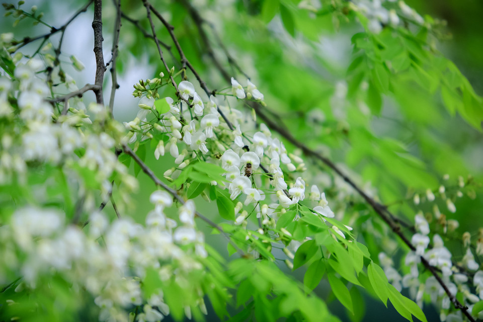 Khi tiết trời còn vương lại một chút hơi lạnh của mùa đông, dù còn những hạt mưa xuân lất phất khiến chúng ta phải ngước lên ngắn nhìn vẻ đẹp ngỡ ngàng của hoa sưa. (Ảnh: Minh Sơn/Vietnam+)