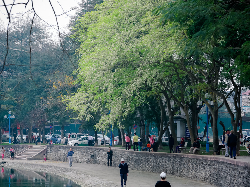Giữa nhịp sống náo nhiệt của Thủ đô, sắc trắng hoa sưa làm cho mọi thứ trở nên yên bình và nhẹ nhàng đến lạ. (Ảnh: Minh Sơn/Vietnam+)