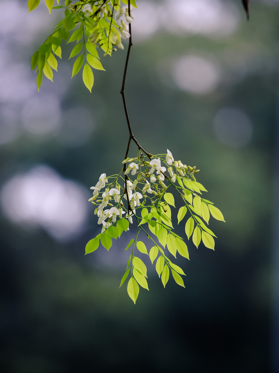 Chính nét dịu dàng, trắng tinh khiết và thời gian nở ngắn ngủi đã tạo nên nét đẹp của loài hoa tháng Ba này, khiến nhiều người không thể bỏ qua mùa hoa này. (Ảnh: Minh Sơn/Vietnam+)