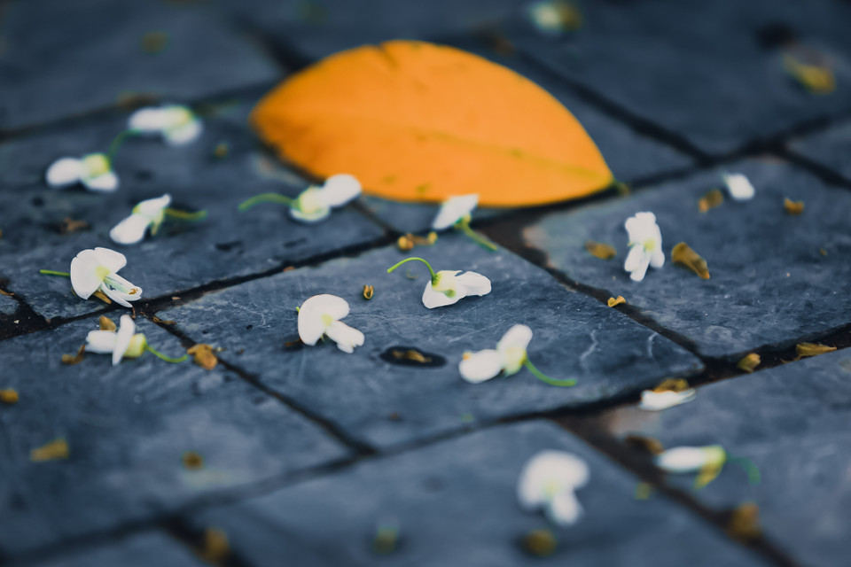 Hoa tự dạng chùy, mọc ở nách lá, dài khoảng 5–15 cm, cánh hoa trắng muốt. (Ảnh: Minh Sơn/Vietnam+)