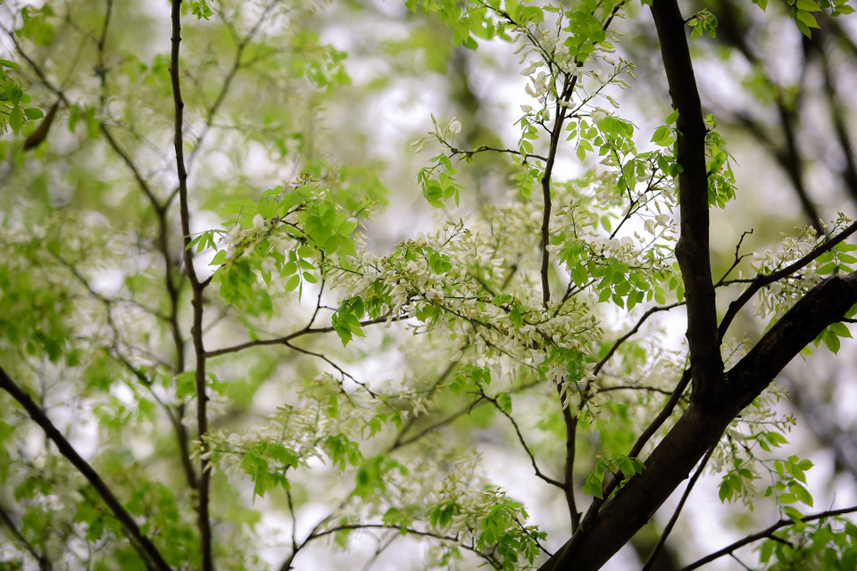 Hoa sưa là một nét vẽ đẹp trong bức tranh Hà Nội cuối xuân. (Ảnh: Minh Sơn/Vietnam+)