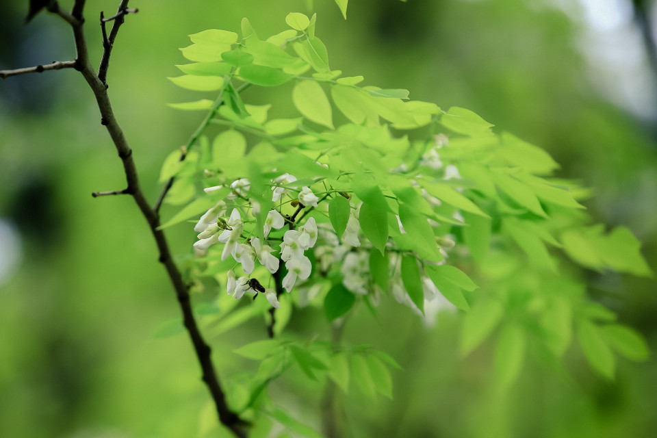 Chỉ sau một đêm hoa đã nở trắng trời không hẹn trước nhưng rồi lại nhanh chóng rụng rơi theo gió nhường chỗ cho sắc lá xanh non. (Ảnh: Minh Sơn/Vietnam+)