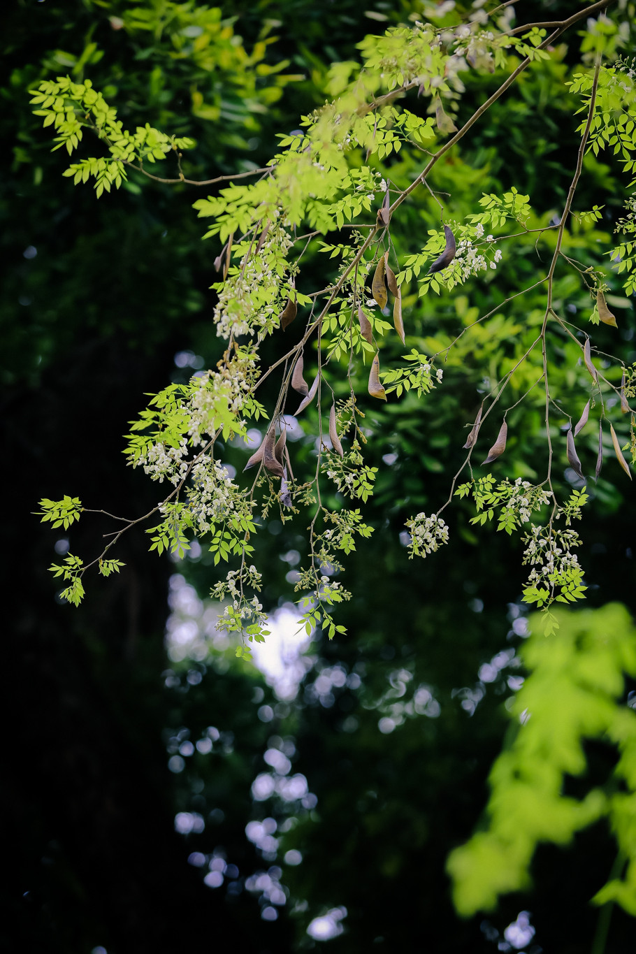 Hoa sưa đẹp nhưng mùa lại ngắn, hoa nở rất nhanh nhưng cũng chóng lụi tàn. (Ảnh: Minh Sơn/Vietnam+)