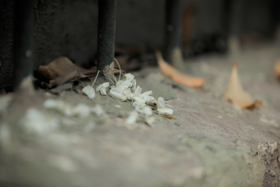 Cánh hoa li ti rụng theo từng cơn gió. (Ảnh: Minh Sơn/Vietnam+)