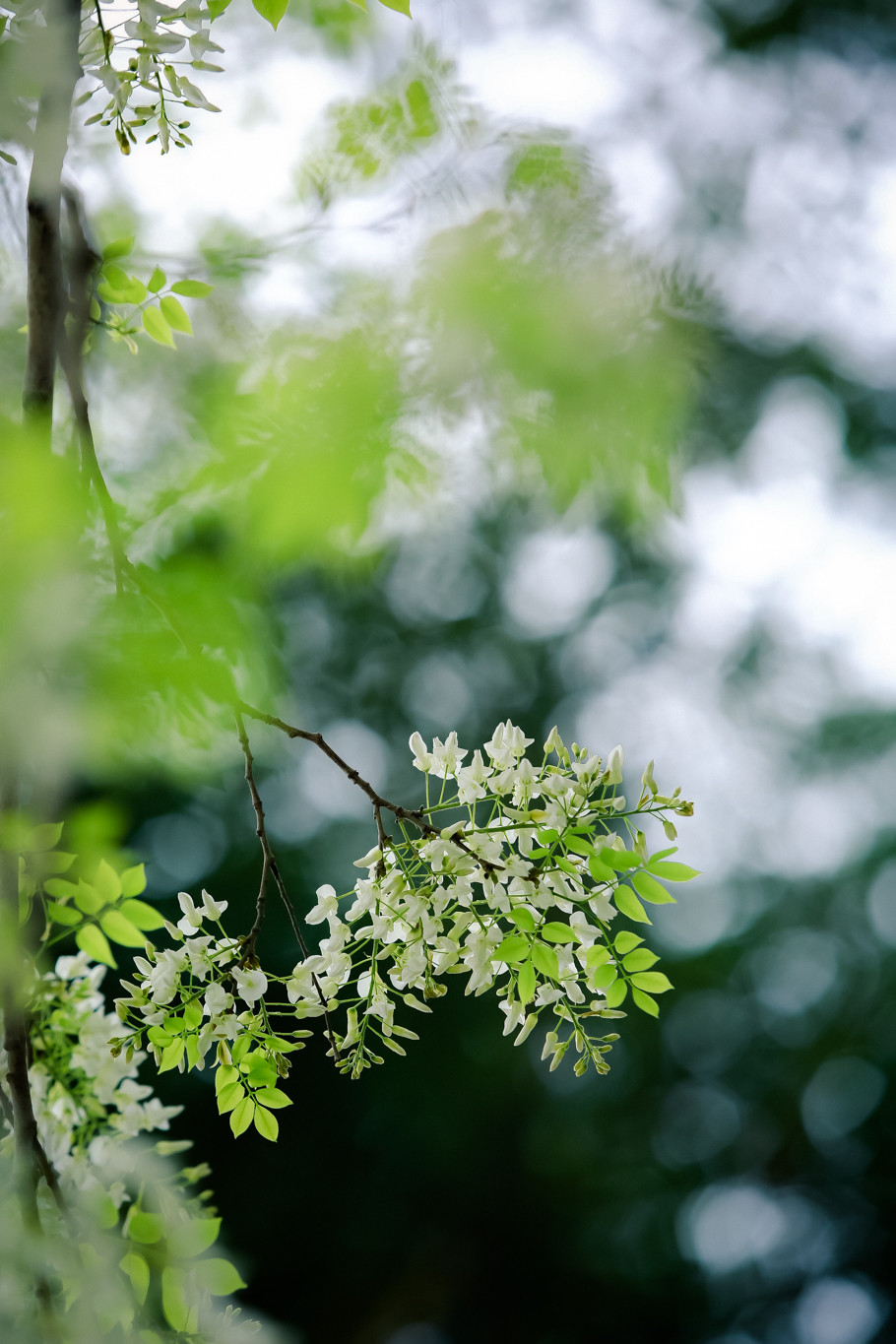 Bông hoa nhỏ li ti, trắng tinh, mềm mại, thanh khiết. (Ảnh: Minh Sơn/Vietnam+)
