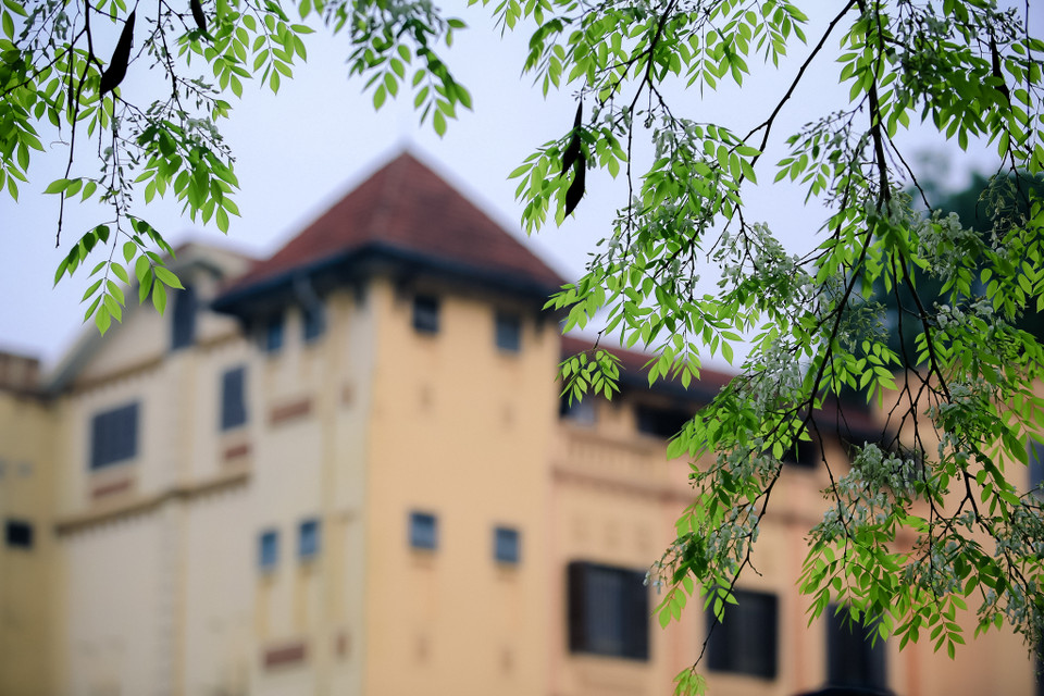 Hoa sưa đẹp dịu dàng, tinh tế, giữa đất trời ngắm nhìn loài hoa này khiến nhiều du khách thêm yêu Hà Nội. (Ảnh: Minh Sơn/Vietnam+)