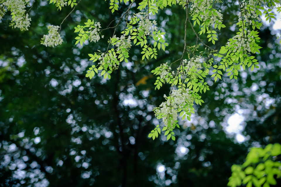 (Ảnh: Minh Sơn/Vietnam+)