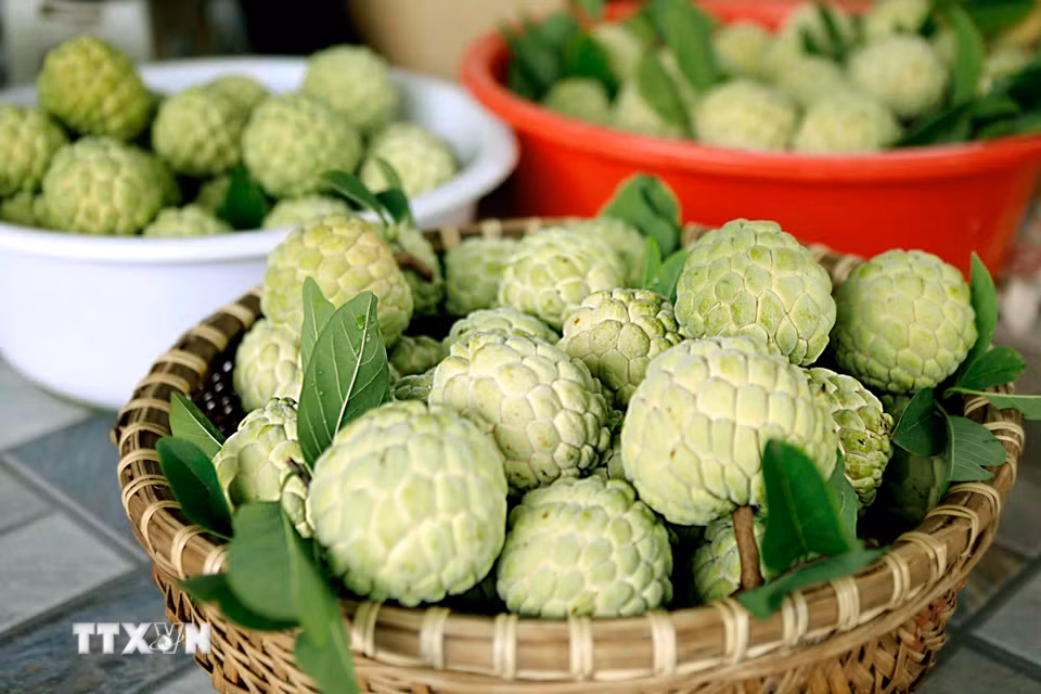 Những quả na Bồ Lý chín đều, căng tròn, mang theo hương vị ngọt lành của vùng quê Phú Thọ. (Ảnh: Hoàng Hùng/TTXVN)