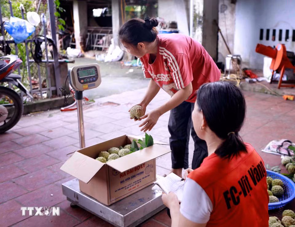 Những thùng na lần lượt được đưa lên cân, khâu cuối cùng trước khi rời vườn đến với khách hàng. (Ảnh: Hoàng Hùng/TTXVN)