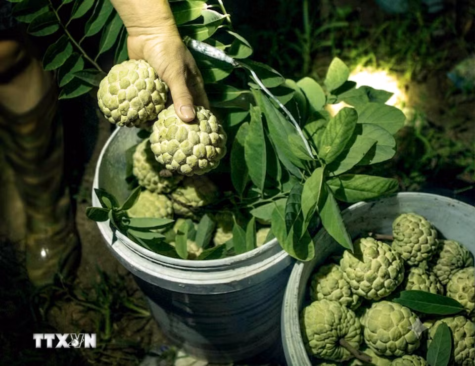 Những thùng na Bồ Lý đầy ắp quả chín sau một đêm thu hoạch của người trồng na. (Ảnh: Hoàng Hùng/TTXVN)