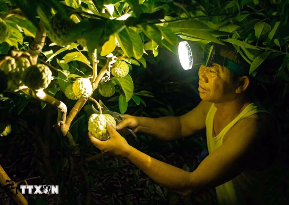 Thu hái từ ban đêm đến rạng sáng là cách người trồng na giữ độ tươi ngon của quả trước khi đưa ra thị trường. (Ảnh: Hoàng Hùng/TTXVN)
