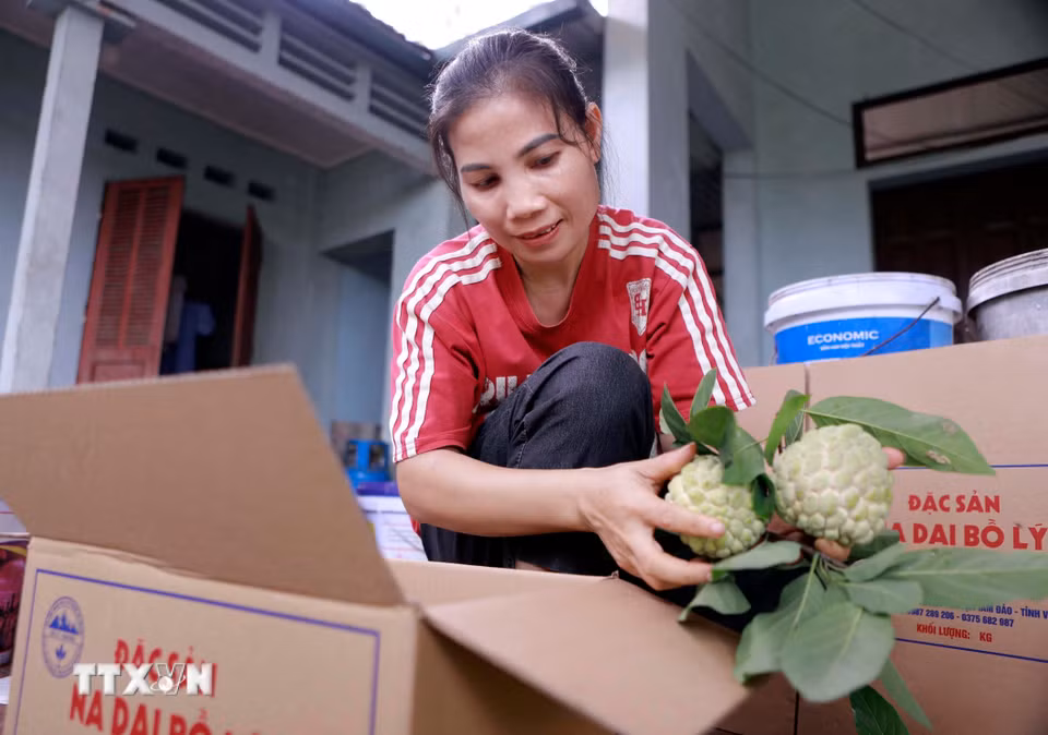 Niềm vui của người trồng na bên những quả na vừa thu hoạch. (Ảnh: Hoàng Hùng/TTXVN)