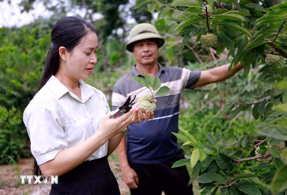 Những vườn na xanh mướt dưới chân dãy Tam Đảo là điểm đến hấp dẫn của du khách mỗi mùa quả chín. (Ảnh: Hoàng Hùng/TTXVN) ​ ​