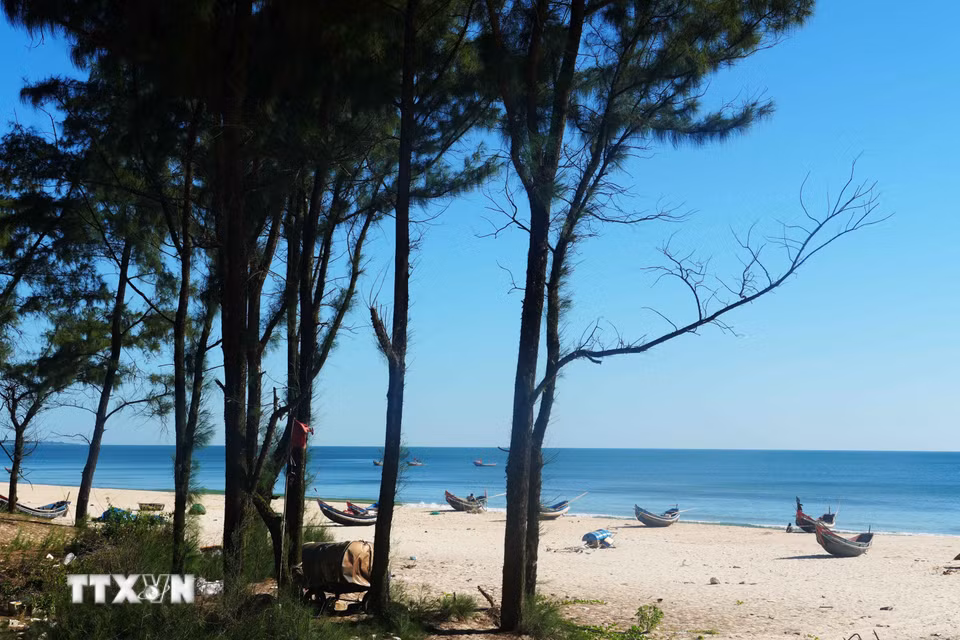 Vẻ đẹp yên bình, tự nhiên bên rừng phi lao của bãi biển xã Bến Hải, tỉnh Quảng Trị. (Ảnh: Tường Vi/TTXVN)
