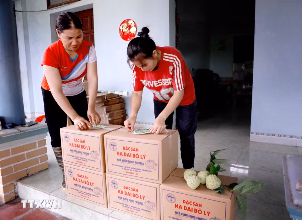 Từng thùng na được dán nhãn nhận diện của nhà vườn trước khi xuất bán, góp phần nâng cao giá trị và uy tín của sản phẩm. (Ảnh: Hoàng Hùng/TTXVN)