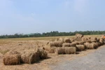Những cuộn rơm đã cuốn thành cuộn trên cánh đồng huyện Long Phú, tỉnh Sóc Trăng, chờ thương lái đến thu mua. (Ảnh: Tuấn Phi/TTXVN)