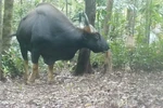 Bò tót (tên khoa học là Bos gaurus) được chụp bằng bẫy ảnh tại Khu dự trữ Thiên nhiên Động Châu-Khe Nước Trong. (Ảnh minh họa: TTXVN phát)