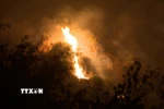 Chiều 23/1/2025, trên núi Phủ Khống, thuộc xã Trường Yên, thành phố Hoa Lư, tỉnh Ninh Bình xảy ra vụ cháy rừng đặc dụng. (Ảnh: Đức Phương/TTXVN)